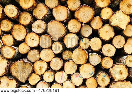 Background Image Of A Cut Tree, Natural Wooden Background, Logging, Timber Harvesting, Deforestation