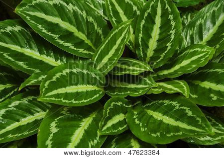 Maranta Leaves Background