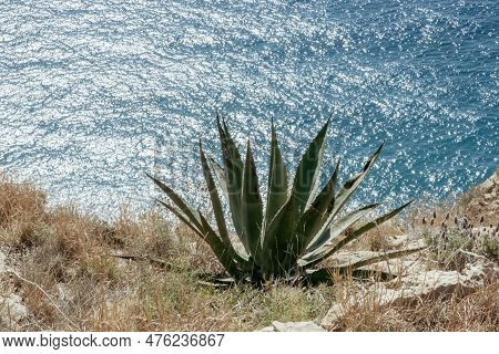 Wild Tropical Agava Cactus Plant On Mediterranean Coast Of Spain. Nature Background