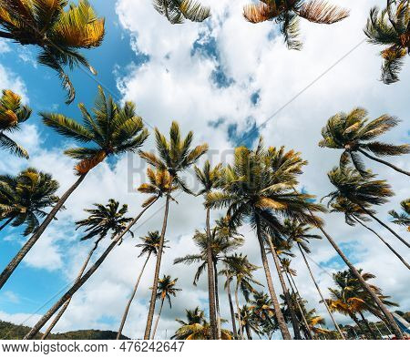Tall Tropical Palm Trees Under Blue Sky. Photo Taken In Marigot Bay, Saint Lucia.