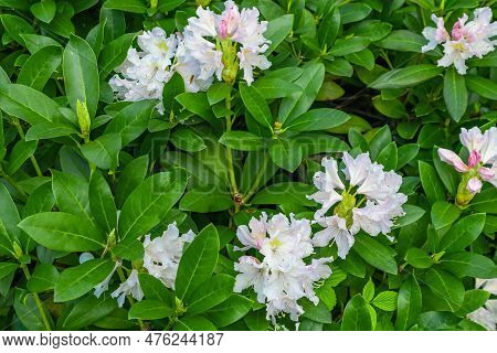 Light Pink Rhododendron Caucasicum On A Background Of Green Leaves