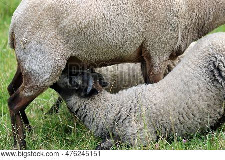 Brown And Black Rare Shetland Breed Sheep Ewe With Two Lambs Suckling With One Hidden Behind The Ewe