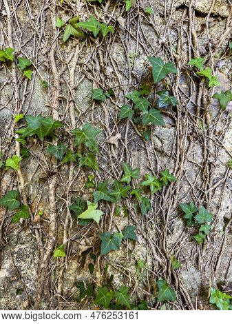 Background Formed By A Wall Covered By The Creeper Hera