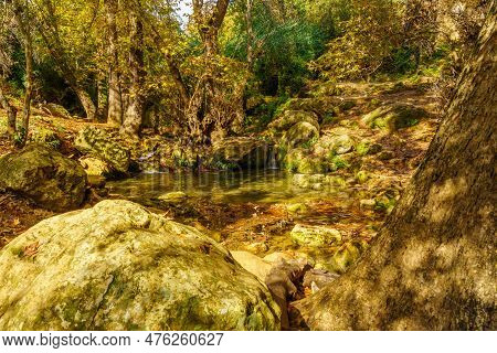 View Of Rocks, Trees, Water Stream And Fall Foliage, In The Amud Stream Nature Reserve, Upper Galile