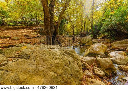 View Of Rocks, Trees, Water Stream And Fall Foliage, In The Amud Stream Nature Reserve, Upper Galile