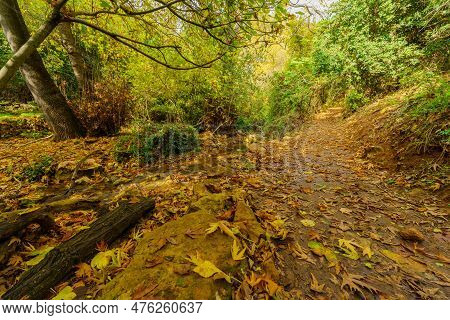 View Of Rocks, Trees, Water Stream And Fall Foliage, In The Amud Stream Nature Reserve, Upper Galile