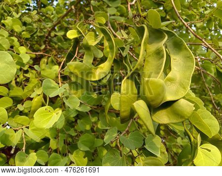 Katmauli Bidi Leaf Tree Apta Plant In Agriculture Farm