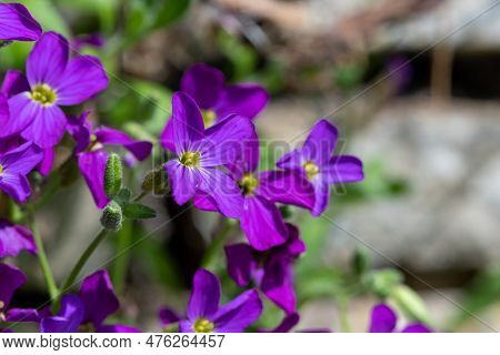Lilacbush (aubrieta Deltoidea) Flowers