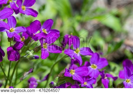 Lilacbush (aubrieta Deltoidea) Flowers