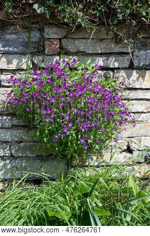 Lilacbush (aubrieta Deltoidea) Flowers
