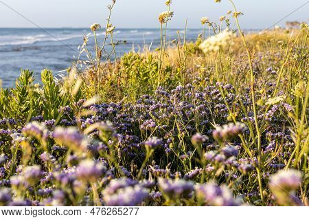 Mediterranean Sea. Shore Overgrown With Limonium Sinuatum