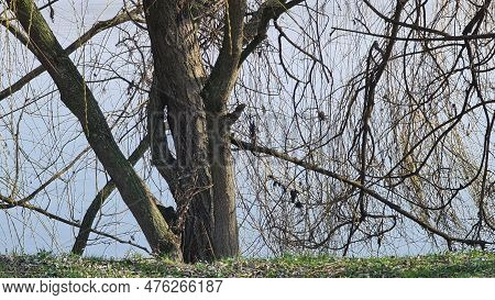 Mantova, Italy - March 04, 2023: Beautifull Landscape From The Lake Mencio, Near The City Of Mantova