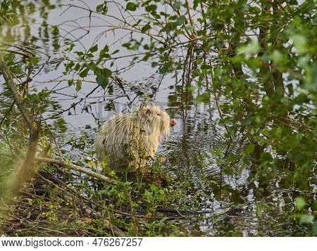 An Albino Nutria Is An Invasive Species In Europe