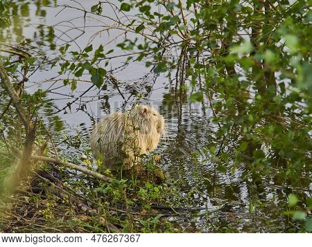 An Albino Nutria Is An Invasive Species In Europe