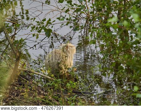 An Albino Nutria Is An Invasive Species In Europe