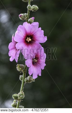 Large Pink Flowers Of Common Hollyhock Mallow Or Malva Alcea Close Up In Sunlight