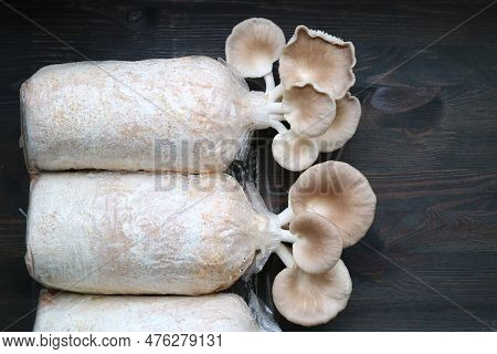 Growth Oyster Mushrooms (pleurotus Pulmonarius) Ready For Harvest