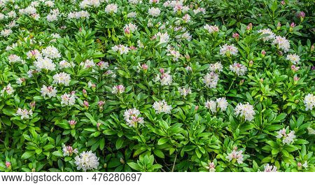 Light Pink Rhododendron Caucasicum On A Background Of Green Leaves