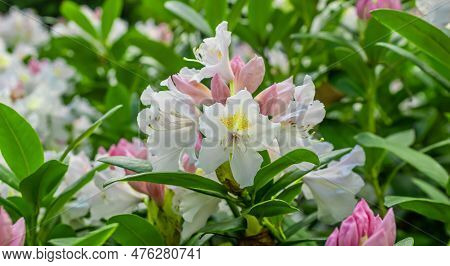 Light Pink Rhododendron Caucasicum On A Background Of Green Leaves
