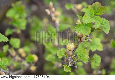 Blackcurrant Gall Or Big Bud Mite Pest, Cecidophyopsis Ribis. Infected Enlarged Round Buds On Young 