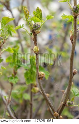 Blackcurrant Gall Or Big Bud Mite Pest, Cecidophyopsis Ribis. Infected Enlarged Round Buds On Young 