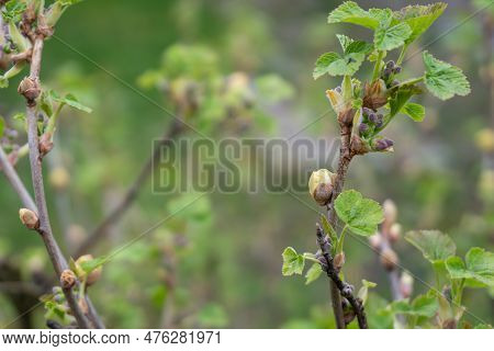 Blackcurrant Gall Or Big Bud Mite Pest, Cecidophyopsis Ribis. Infected Enlarged Round Buds On Young 