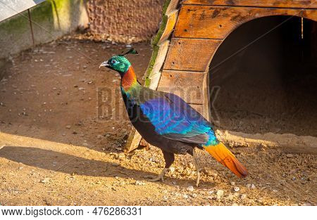 Himalayan Monal (lat. Lophophorus Impejanus) With Beautiful Lilac Plumage In The Rays Of The Setting