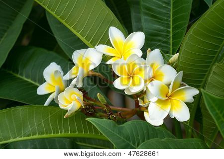 Frangipani