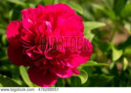 Blooming Peony Flower. Springblooming Peony Flower. Spring Season