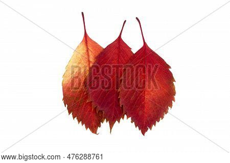 Three Bright Beautiful Leaves Elm Tree Isolated On White Background