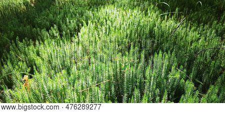 Forest Plant. Cypress-leaved Plait Moss Closeup. Hypnum Cupressiforme. Hypnum Cupressiforme Growing 