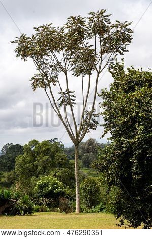 Tree Of Heaven Growing In A Garden, A Species Of Ailanthus