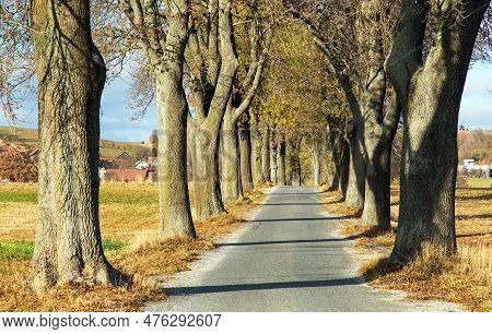 Autumn Linden Tree Alley, Autumnal View Of Alley Of Lime Trees