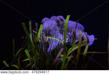 Cuttlefish Is Marine Molluscs Of The Order Sepiida.  Same Family As  Squid, Octopuses, And Nautiluse