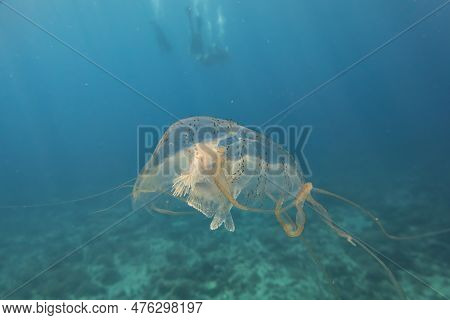 Box Jellyfish Swimming In The Ocean Of The Philippines