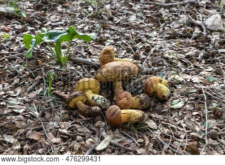A Bunch Of Freshly Picked Young Edible Mushrooms - Leccinellum Lepidum - Lies On A Layer Of Grass An