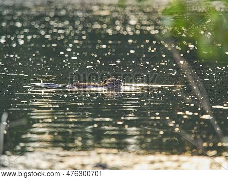 The Nutria, Myocastor Coypus, Also Coypu, Is A Large, Herbivorous, Semiaquatic Rodent, Is An Invasiv