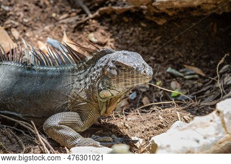 Photo Of Wildlife Guana Lizard Reptile. Iguana Lizard Outdoor. Iguana Lizard Outside. Iguana Lizard