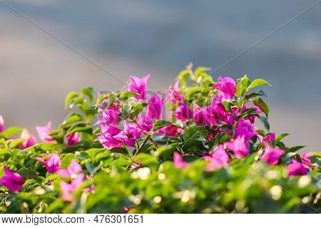 Pink Begonville Flowers In Sunny Day. Mediterranean Plants In The Garden. Floral Background