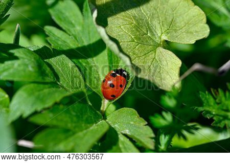 Close To A Cute Little Ladybird Ladybug