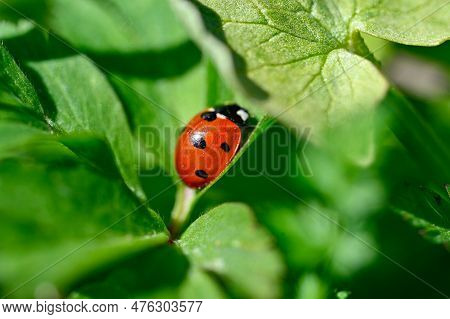 Close To A Cute Little Ladybird Ladybug
