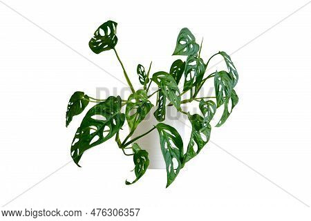 Houseplant Monstera Adansonii In A Flower Pot Against A White Brick Wall, Isolated On White Backgrou