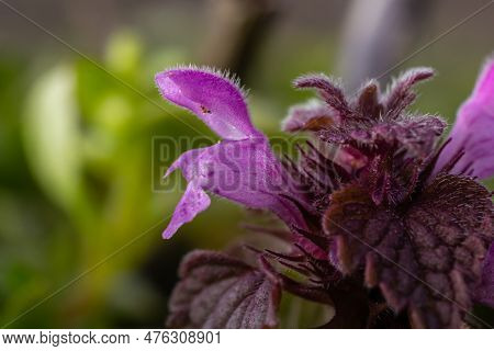 Deaf Nettle Blooming In A Forest, Lamium Purpureum. Spring Purple Flowers With Leaves Close Up.
