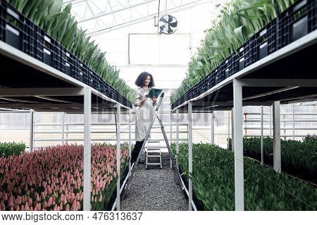 Young Cute African Girl Is Using Digital Tablet To Work With Tulips In Greenhouse. Darkskinned Femal