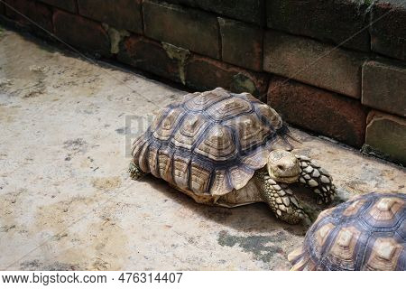Sulcata Tortoise On Cement Ground No People. Background Image Tortoise Or Turtle.