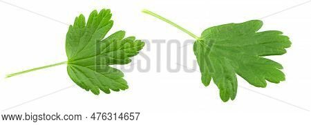 Green Leaves Of Gooseberry, Isolated On White Background. Agrus Leaves File Contains Clipping Path.