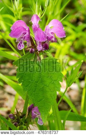 Lamium Maculatum. Lamb Nettle, Deaf Nettle, White Nettle, Cuckoo Nettle Medicinal Plant.