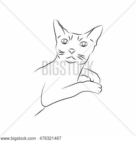 Outline Illustration Of Domestic Cat. Silhouette Of Cat Isolated On White Background. Animal Care, W