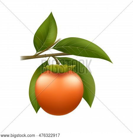 Ripe Persimmon On Branch. Persimmons Fruits Harvest Realistic Isolated Vector Illustration, Orange F
