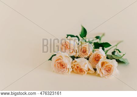 Tender Rose Flowers On A Pink Pech Pastel Background. Place For Text.